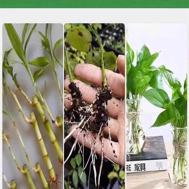 树木生根粉植物果树花卉盆栽扦插专用快速落地生根壮苗水溶促根粉