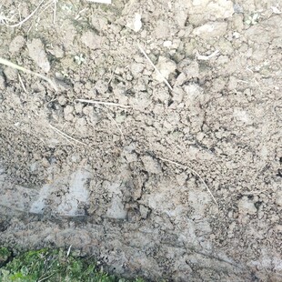 天然营养土10斤 黑土田间土泥土种植花卉绿植园艺土壤 香茅草沃土