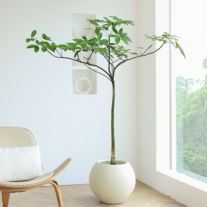 兴旺发达原生发财树招财树办公室开业送礼绿植室内客厅大盆栽落地