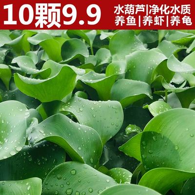 水葫芦苗水生浮萍水养植物池塘养鱼水芙蓉鱼缸水草净化水质凤眼莲