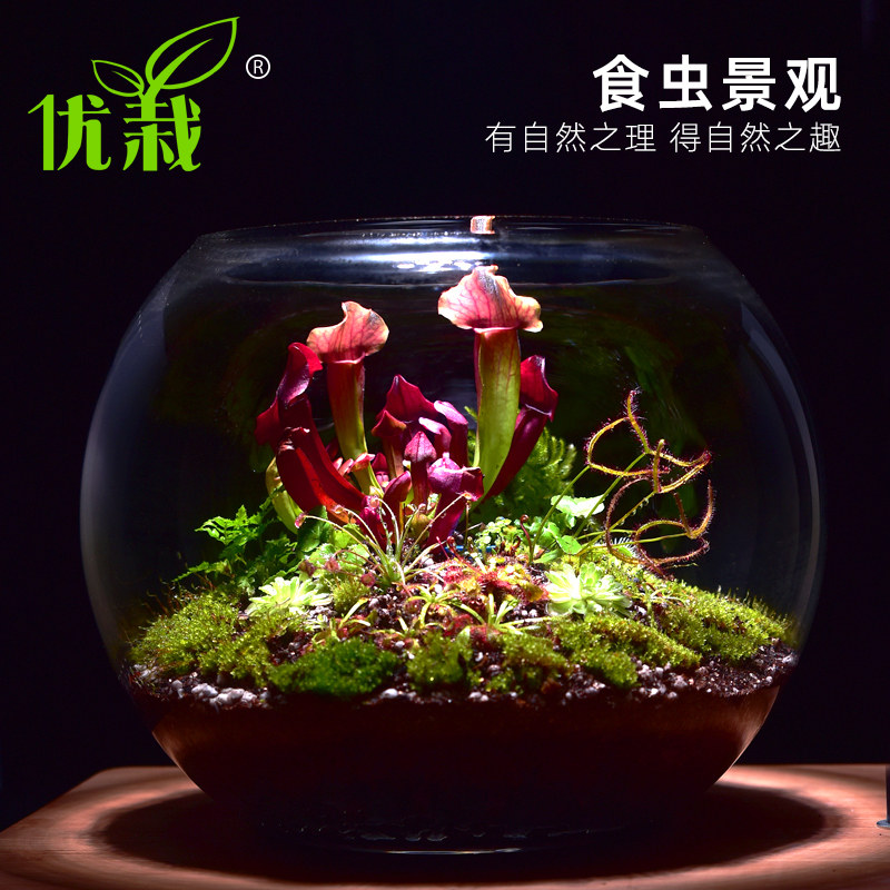 捕蝇草盆栽驱蚊草捕虫草扑蝇草食虫植物食人花猪笼草 大嘴 超大