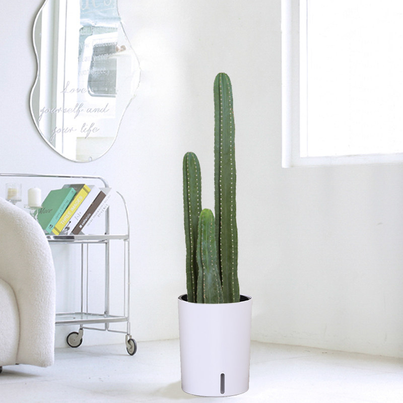 量天尺盆栽仙人掌仙人柱室内客厅多肉植物北欧风办公室庭院前台,鲜花速递/花卉仿真/绿植园艺,大型绿植/成品组合盆栽,淘宝优惠券,粉丝福利购,淘宝优惠卷