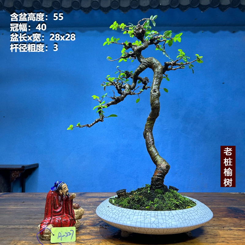 小叶榔榆榆树老桩矮霸榆树老桩坨坨一物一拍榆树盆景种好带盆包邮