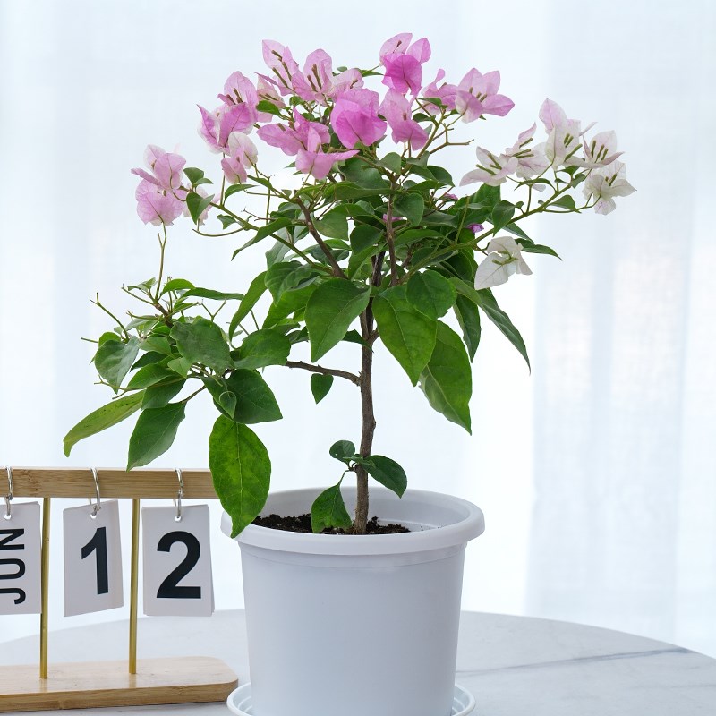 三角梅绿樱盆栽带花漳红缨老桩四季开花大苗室内花卉喜阳庭院绿植