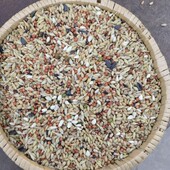 2022新粮50斤清除饲料幼鸽观赏鸽斑鸠等换毛期专用营养粮19省 包邮