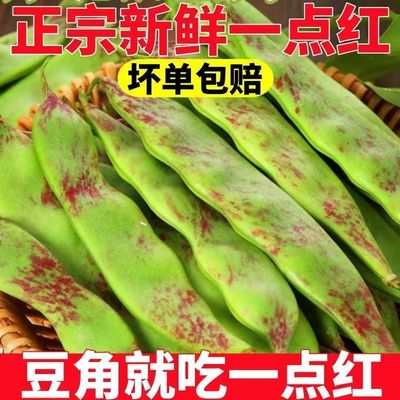 东北一点红油豆角新鲜当季嫩蔬菜农家自种现摘现发云南产地直发