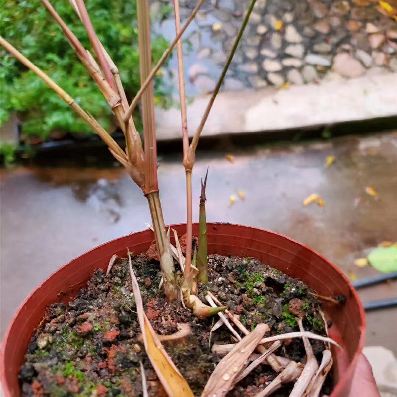 小琴丝竹花孝顺竹室外庭院竹观赏竹盆栽上佳素材中型竹种容易种植