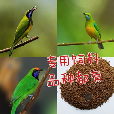 叶鹎鸟食饲料鸟粮上性增色爱鸣叫500克橙腹叶鹎金额叶鹎蓝翅叶鹎