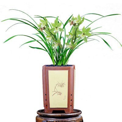 兰花苗蕙兰晓玉荷带花苞浓香型室内阳台庭院盆花卉绿植好养