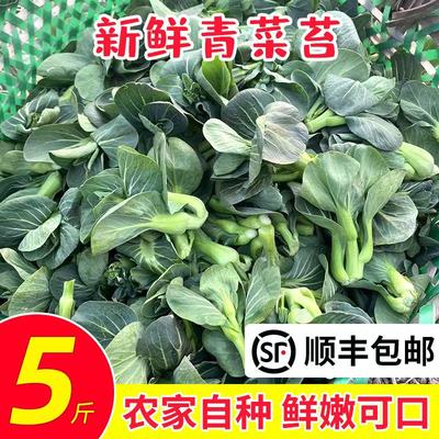 苏北露天霜冻苏州青上海青油菜