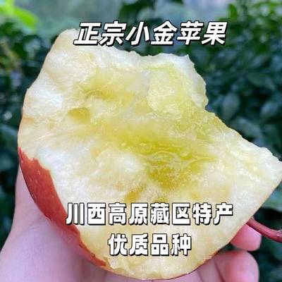 四川阿坝州小金县2025当季红富士苹果冰糖心现发包邮多仓发货