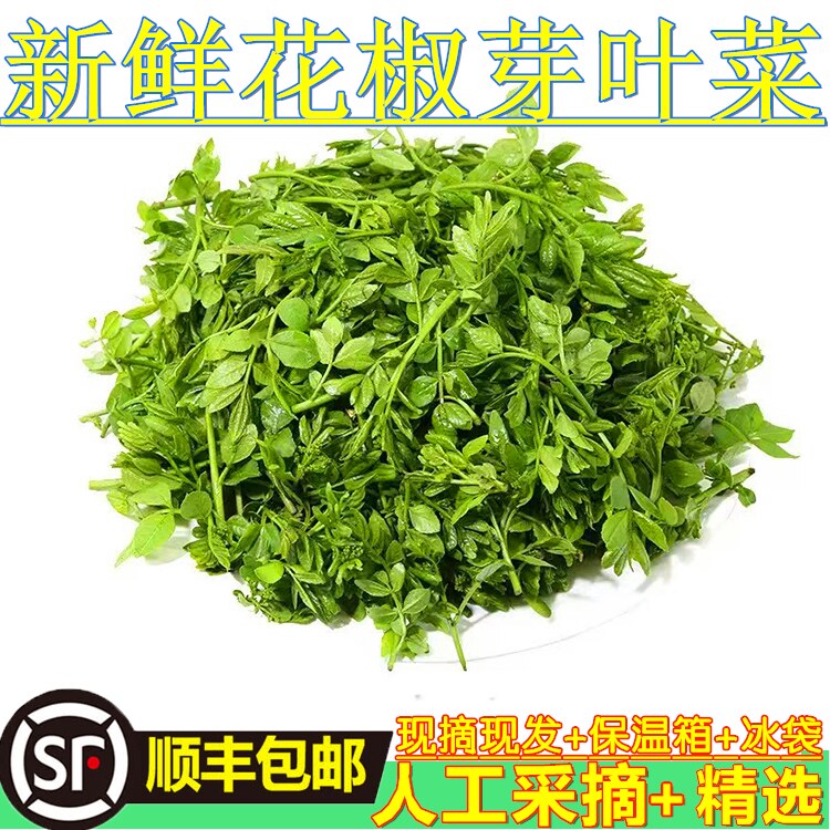 2026大棚花椒芽新鲜芽叶菜农家菜野菜头茬花椒芽营养菜花椒芽叶