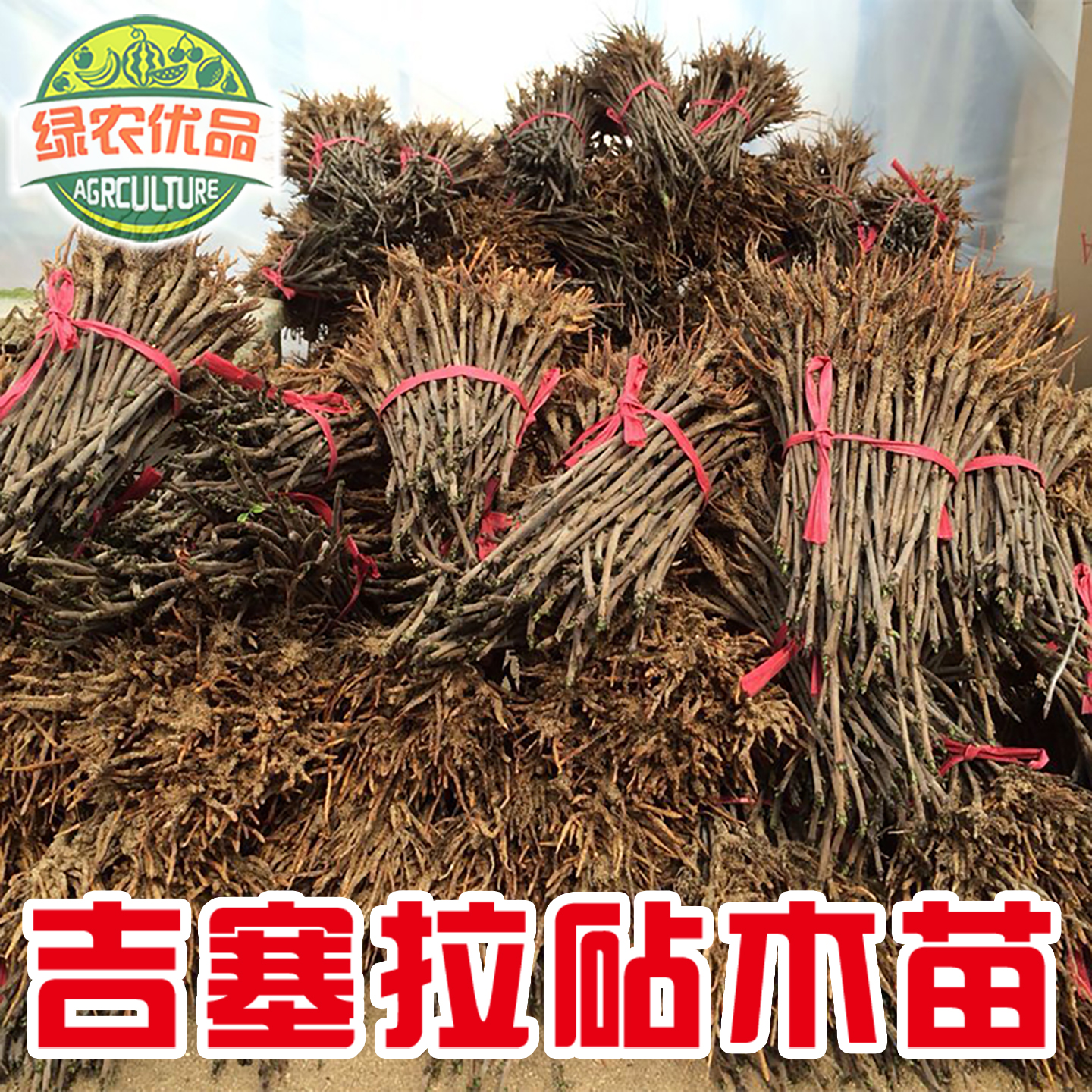 吉塞拉矮化砧木苗樱桃嫁接砧木苗