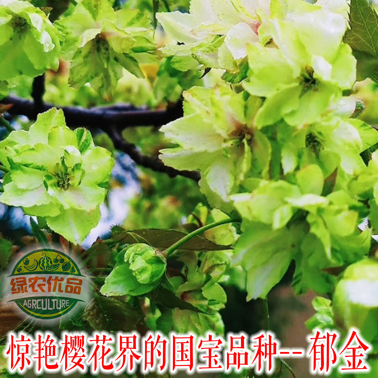 绿樱花郁金樱御衣黄须磨浦普贤象