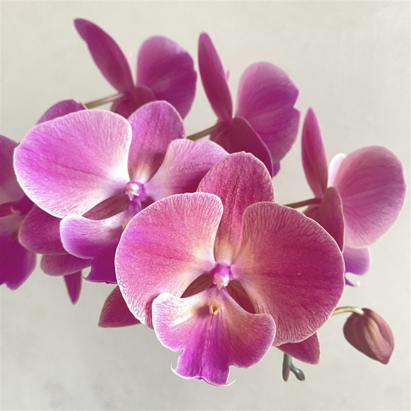 0783蝴蝶兰2.8寸杯不带花箭苗复古色大舌头大花型品种对版洋兰