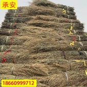 沂蒙山承安竹苗竹条竹子捆扎