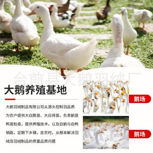 标大朵鹅直绒高清洁蓬 厂AMA家售新国标70服普白鸭绒水洗高松度装