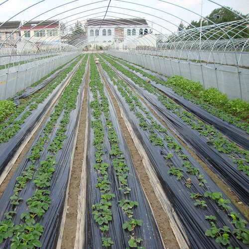 黑地膜除草膜加厚塑料薄膜地膜农用黑色种植保温保湿大棚种菜黑膜