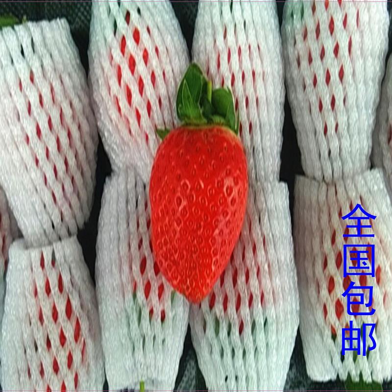 厂销草莓保护网套水果鸡蛋山楂桃子无花果猕猴桃梨泡沫网袋