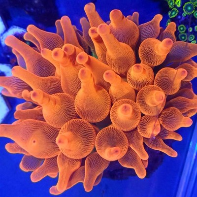 海葵珊瑚绿奶嘴荧光红奶嘴石葵地毯葵紫白葵小丑鱼共生葵海缸软体