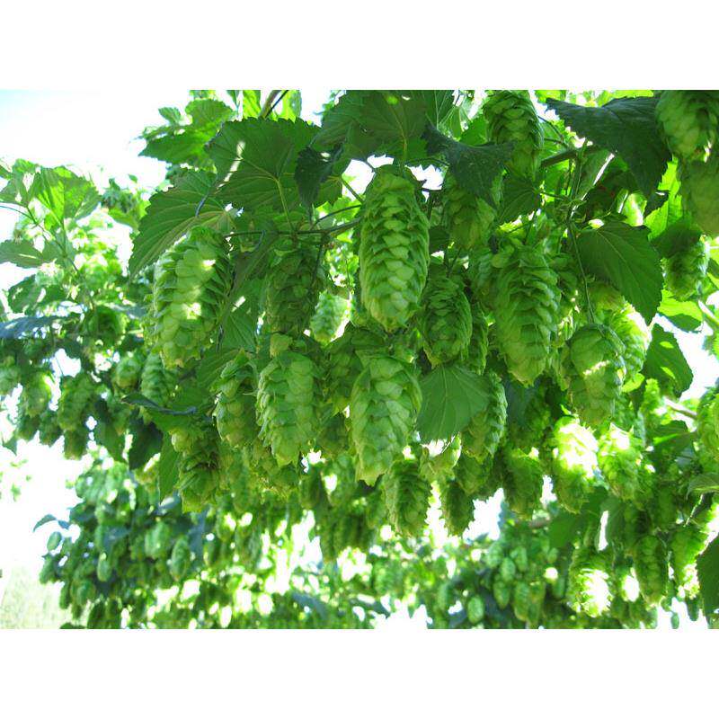 捷克萨兹啤酒花 颗粒 啤酒精酿原料 香酒花 酿造艾尔 拉格帝伯仕