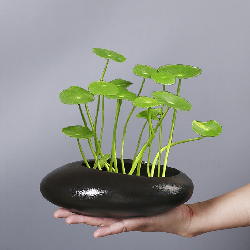 新品陶瓷花盆绿萝铜钱草多肉绿植蕨类创意异形状无孔可水培盆器