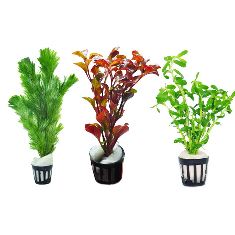 鱼缸水草造景套餐增氧植物活体淡中后景阴性绿菊蜈蚣宫廷紫红丁香