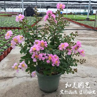 紫薇花盆栽 百日红花苗进口紫叶紫薇 多年生灌木耐热耐晒花卉包邮