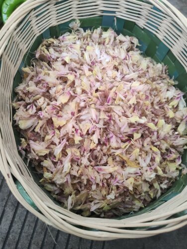 金钗石斛花