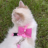 猫咪妨走丢牵引绳可调节工字型外出遛猫绳可爱防挣脱宠物外出绳子