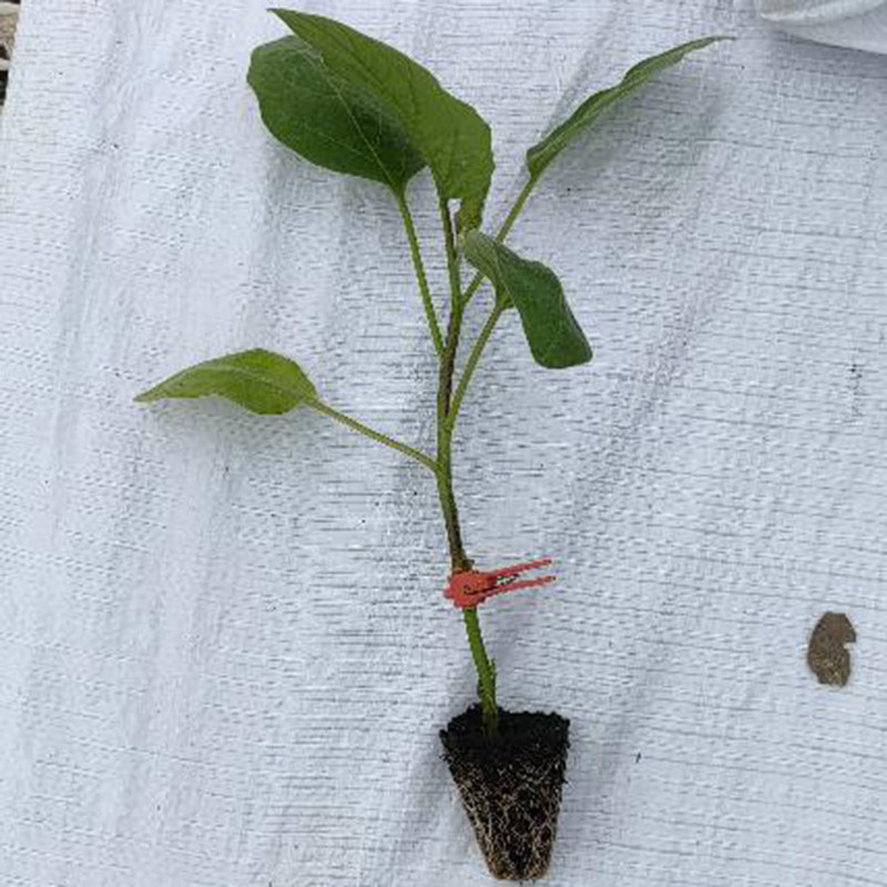 嫁接夹专用夹子蔬菜瓜果茄子西瓜甜瓜番茄黄瓜苗专用方口圆口塑料,鲜花速递/花卉仿真/绿植园艺,其它园艺用品,淘宝优惠券,粉丝福利购,淘宝优惠卷