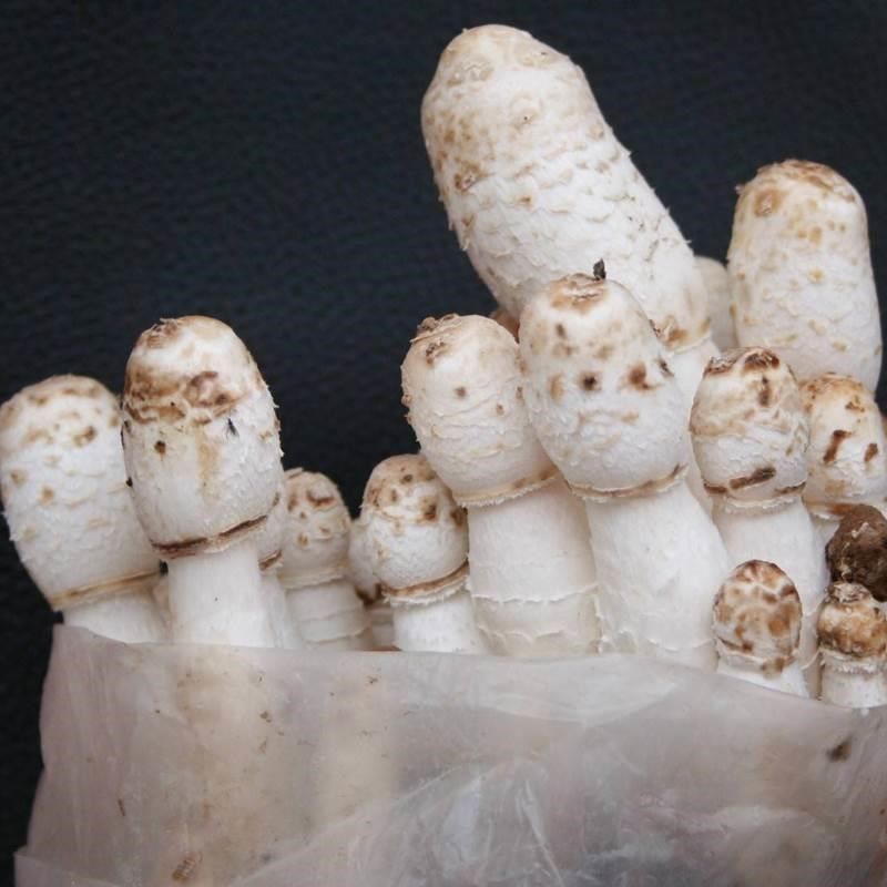 鸡腿菇菌种菌包菌棒蘑菇种植包室内外观赏盆栽蘑菇菌包可食用菌菇,鲜花速递/花卉仿真/绿植园艺,家庭园艺肥料,淘宝优惠券,粉丝福利购,淘宝优惠卷