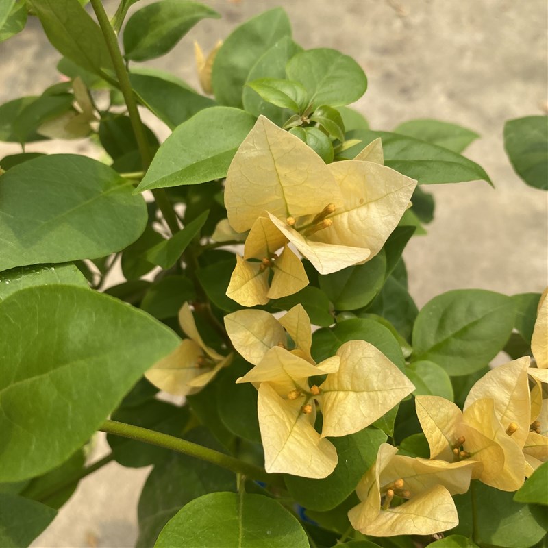 卡亚塔三角梅苏瓦娜不甜西瓜三角梅四季开花勤花稀有品种扦插苗