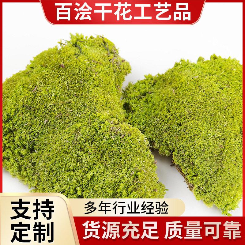 永生苔藓鲜活永生白发藓微景观花盆铺垫青苔盆栽DIY植物墙装饰
