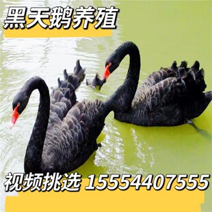 黑天鹅活苗一对景区黑天鹅幼崽观赏黑天鹅活物成年黑天鹅人工养殖