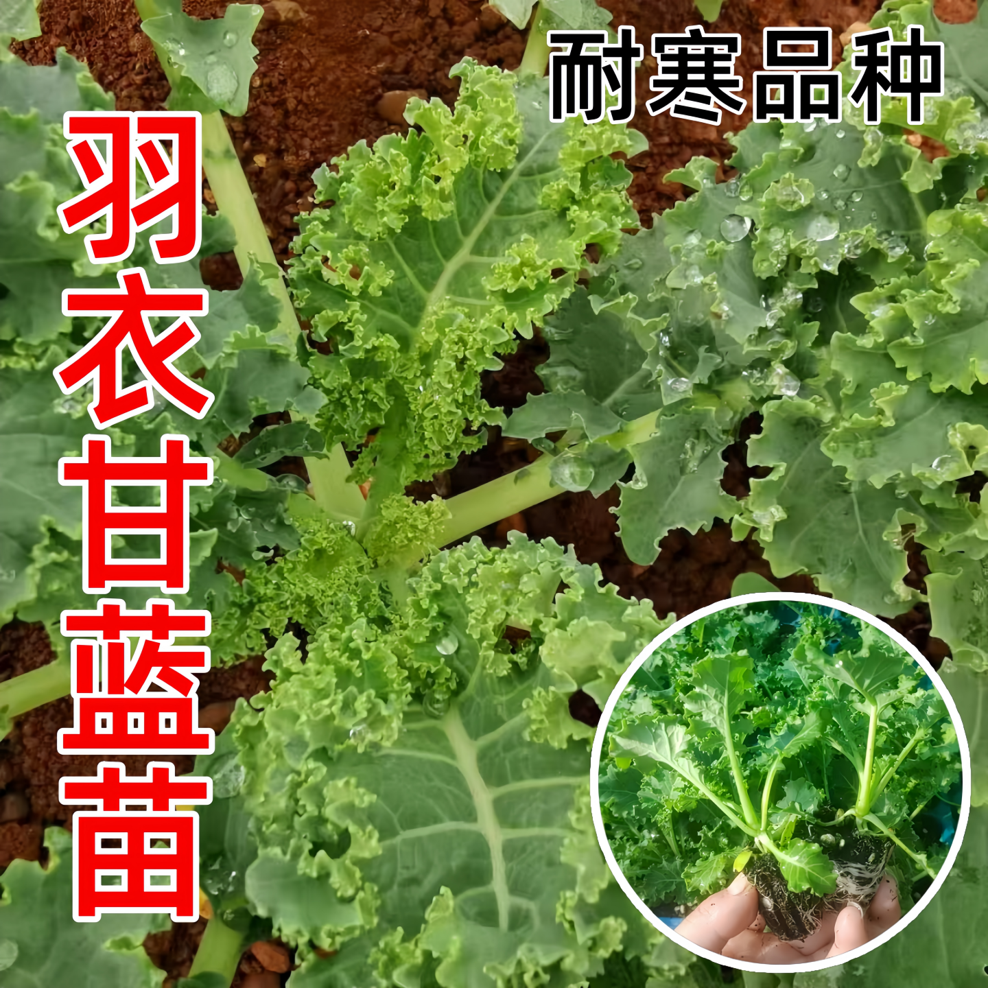 绿羽衣甘蓝苗耐寒抗病四季盆栽苗