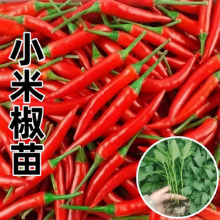 超辣小米辣椒苗秧苗香辣朝天椒苗四季阳台盆栽蔬菜苗孑春季南方种