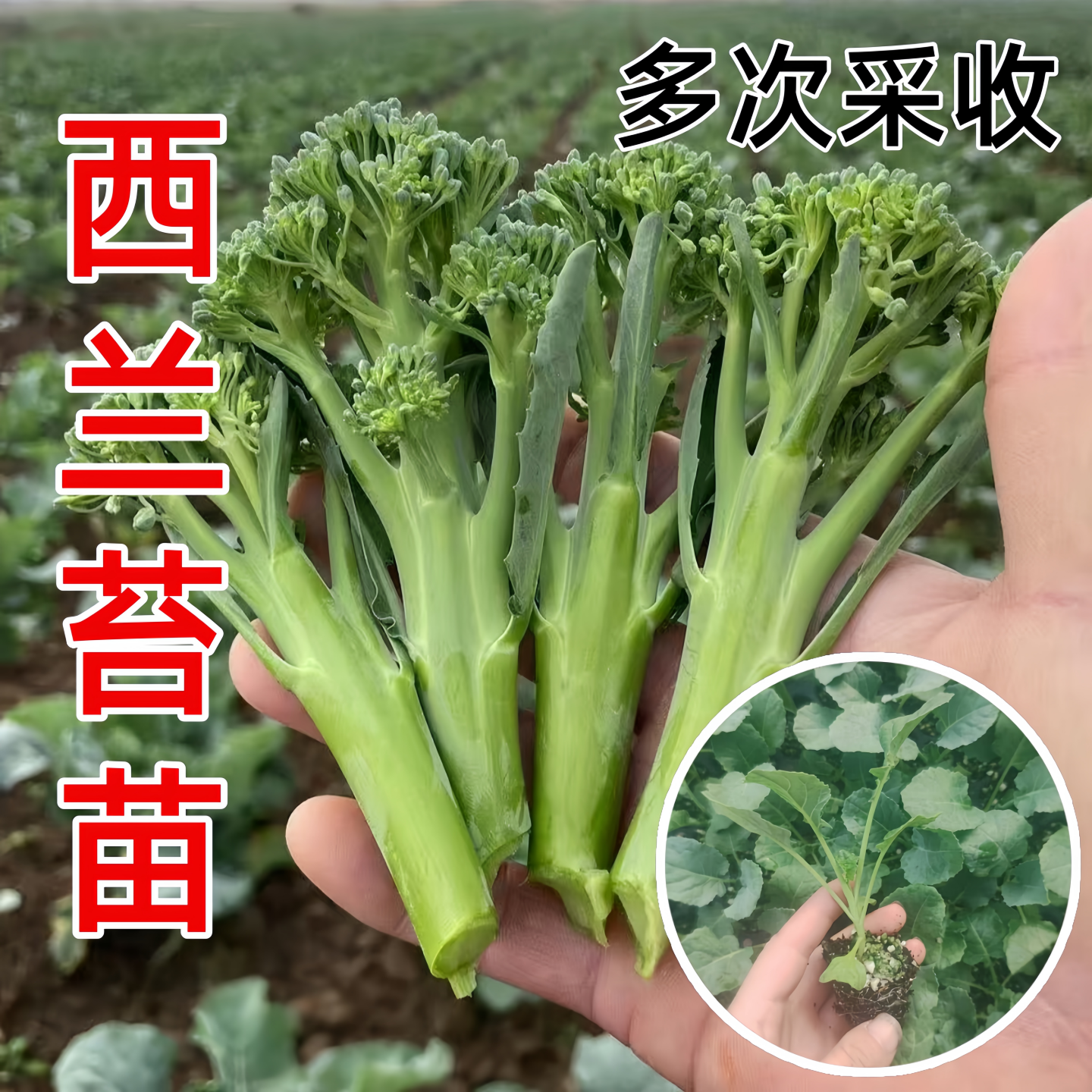 耐寒西兰苔菜苗秧苗西蓝花椰菜苗