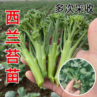 耐寒西兰苔菜苗秧苗种子籽春秋播种高产蔬菜种苗四季盆栽多次采收