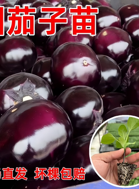 紫红圆茄子苗黑圆茄苗春季盆栽苗