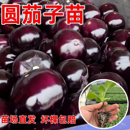紫红圆茄子苗黑圆茄苗春季盆栽蔬菜种苗阳台种植山东寿光苗场直发