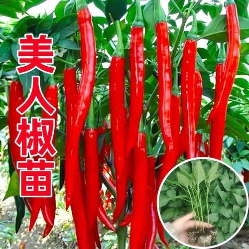 四季盆栽香辣南方种美人椒苗秧苗