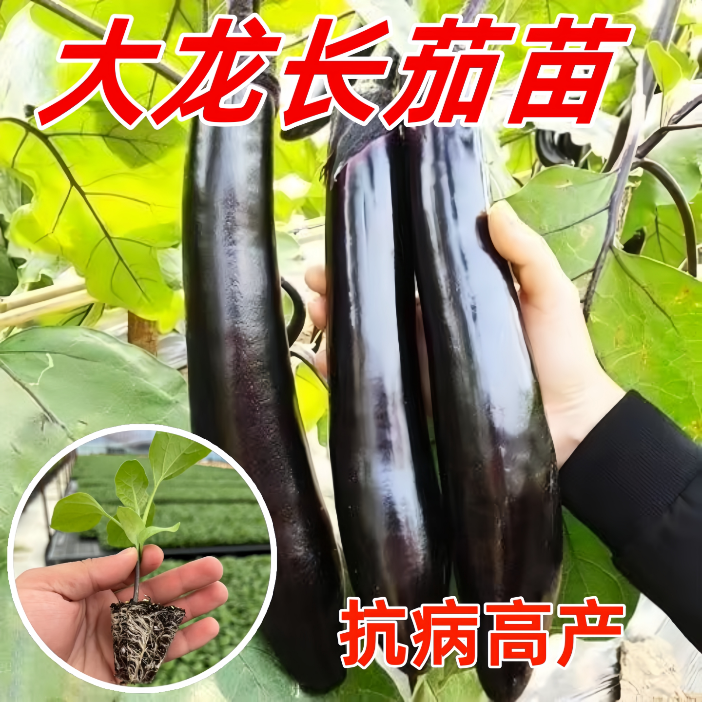 大龙长茄苗秧苗紫把茄子苗种抗病高产春季菜园庭院种植蔬菜种苗籽
