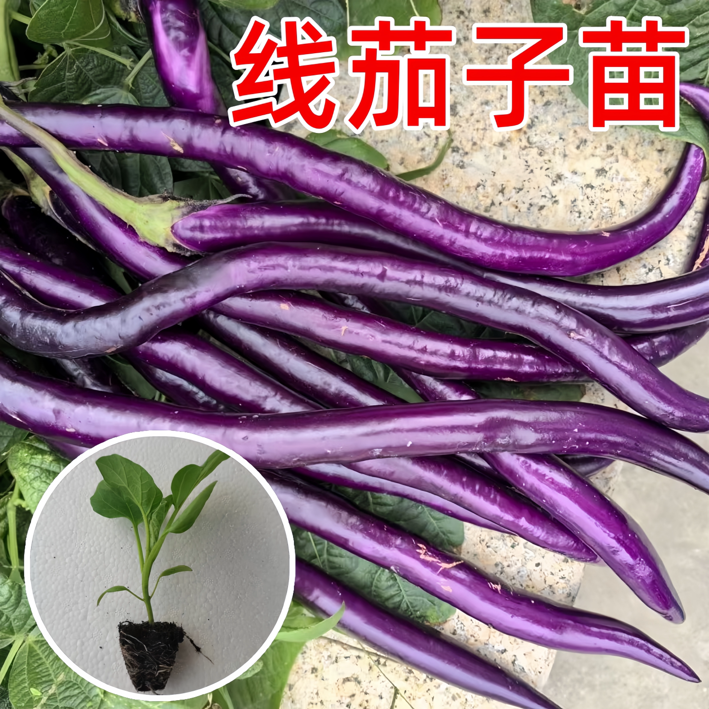 高产紫茄子种苗线茄子苗紫红长茄苗春秋播蔬菜苗盆栽苗南北方种植