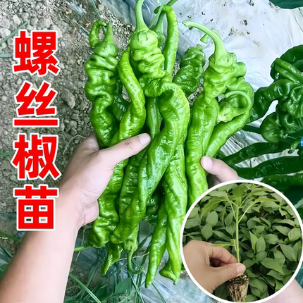 香辣螺丝椒苗辣椒苗秧苗四季盆栽薄皮青椒苗春季南方种阳台菜苗孑