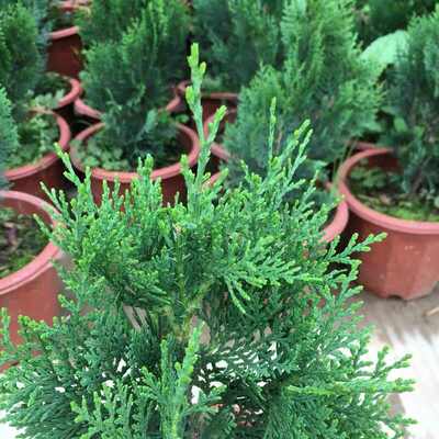 侧柏龙柏塔松树盆景绿植室内外阳台扁柏植物树苗易活净化空气盆栽