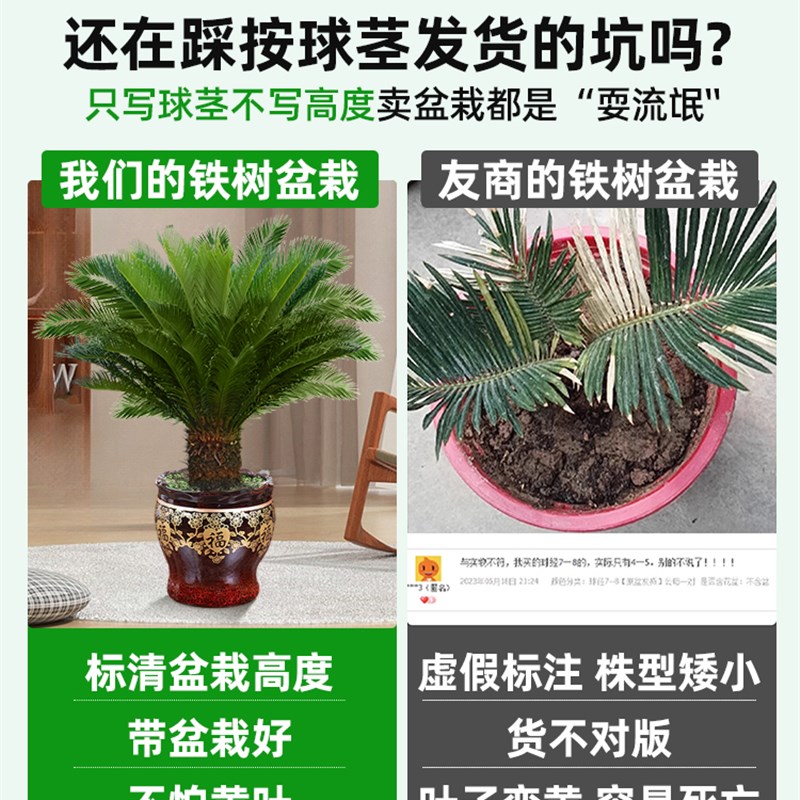 铁树盆栽大型龙铁树绿植盆景客厅室内旺宅树苗树木大盆植物除甲醛