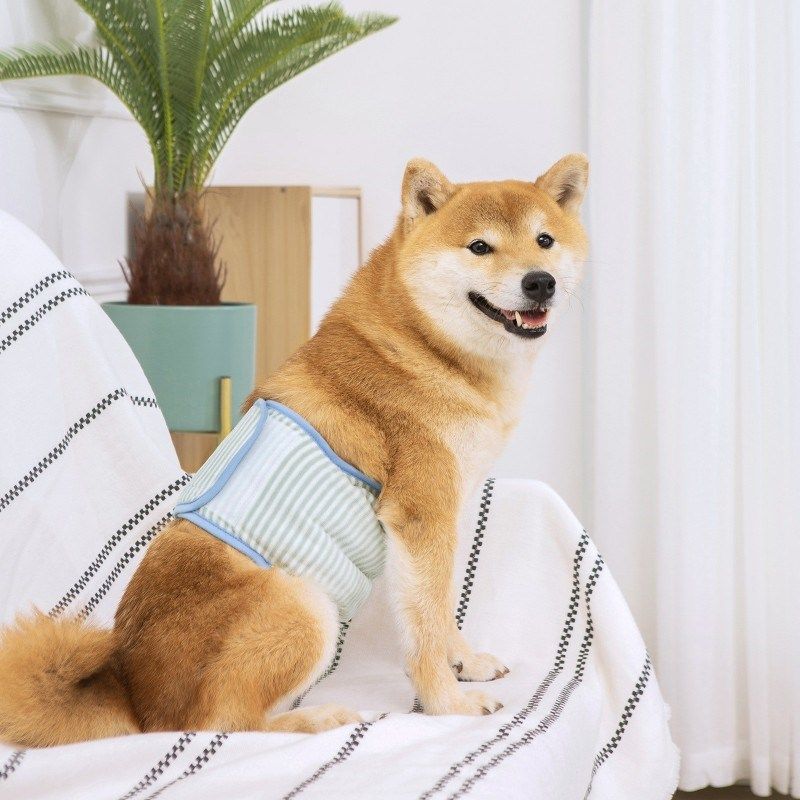 狗狗礼貌带公狗生理裤固定腰带防骚扰发情防交配内裤宠物防乱尿布