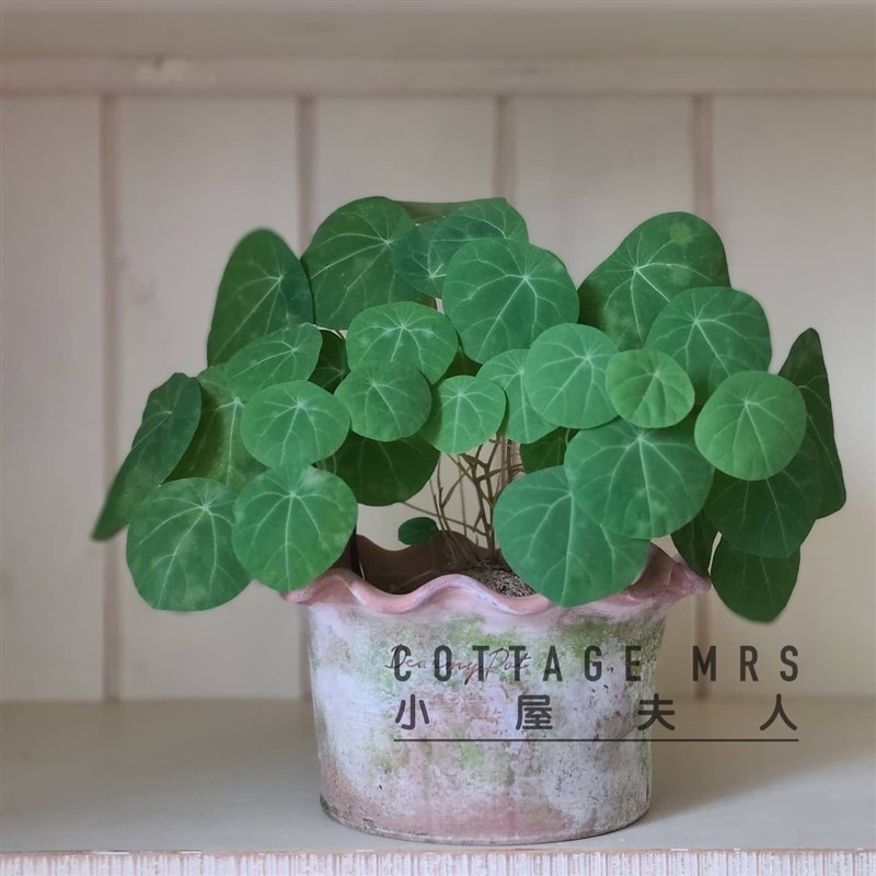 山乌龟盆栽 金不换  千金藤属  地不容 爬藤绿植圆叶带芽发