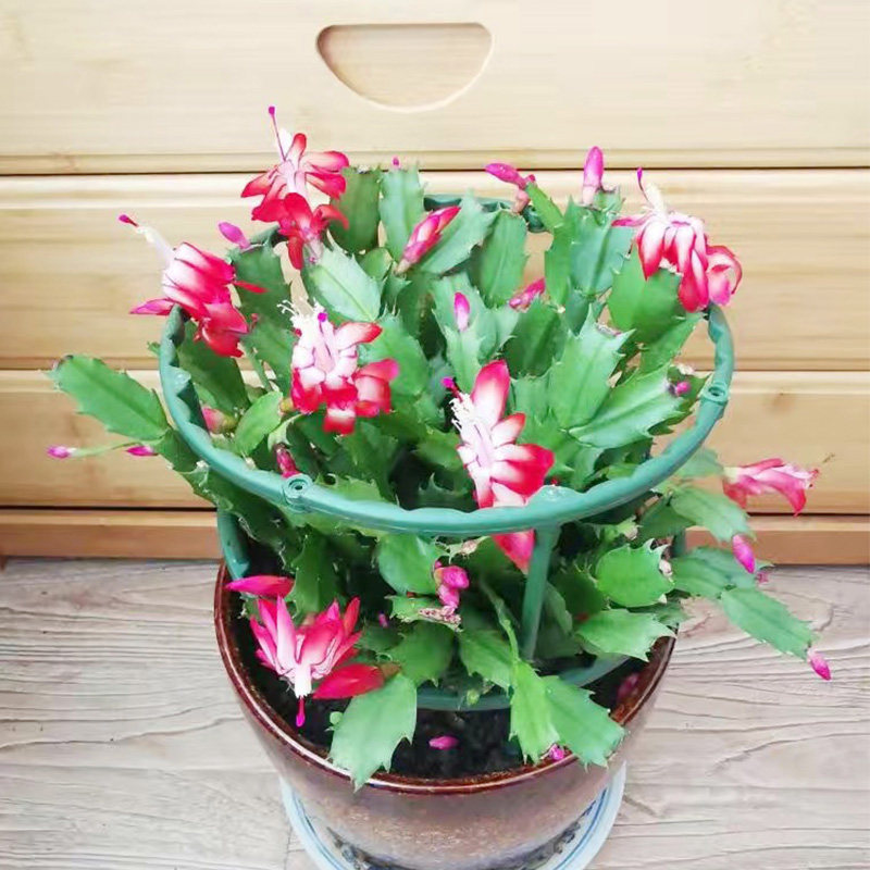 阳台蟹爪兰支架金钱树花卉两层双层防倒伏护叶拼接花架兰花支撑架,鲜花速递/花卉仿真/绿植园艺,花架,淘宝优惠券,粉丝福利购,淘宝优惠卷